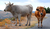 bovini_regione_sardegna.jpg