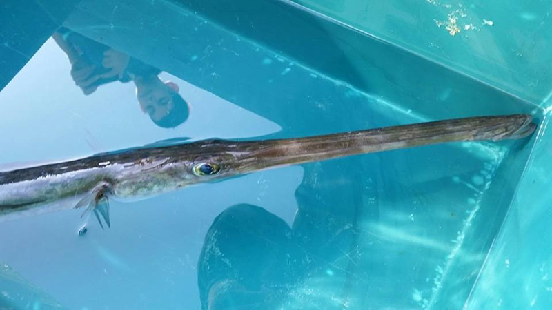 Pesce flauto - Foto: Acquario di Cala Gonone