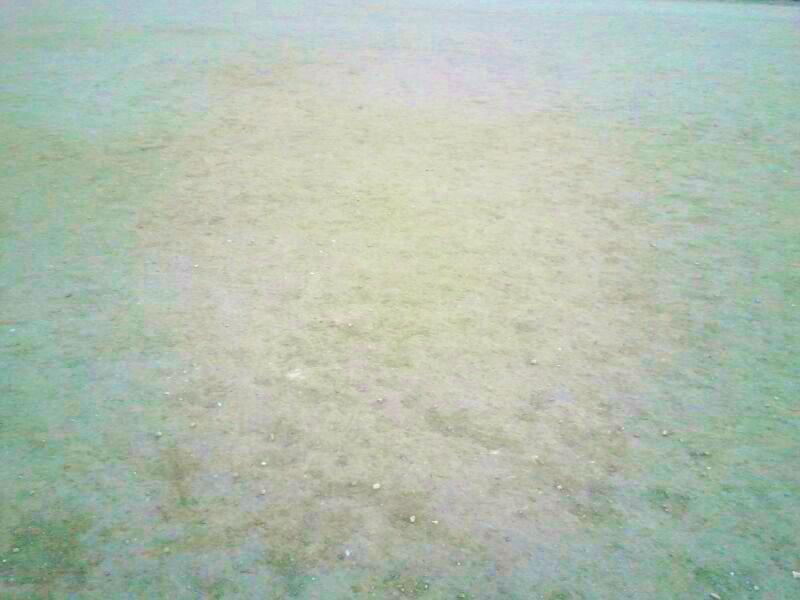 Particolare del campo di Cala Gonone - Foto: Daniele Dettori