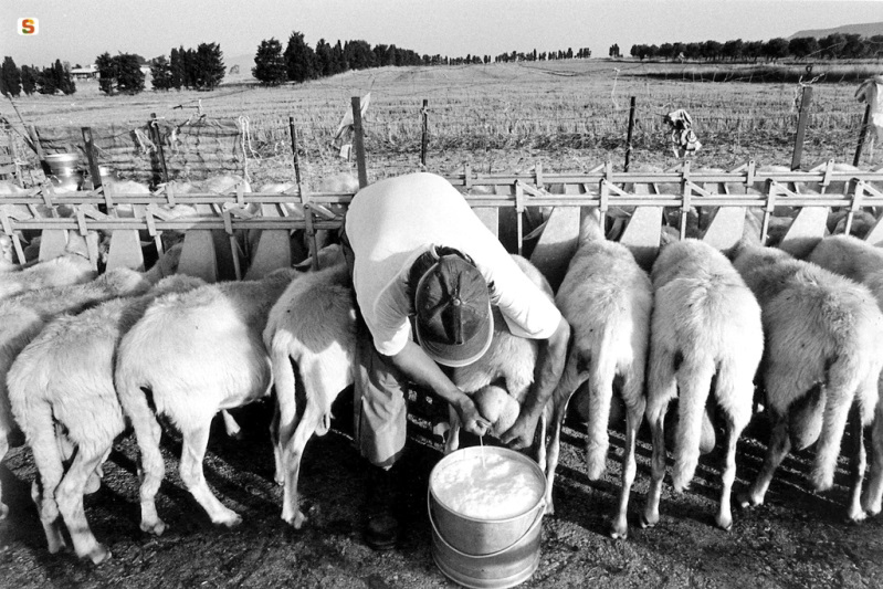 Un pastore mentre munge le pecore - Foto: Antolino Angelo