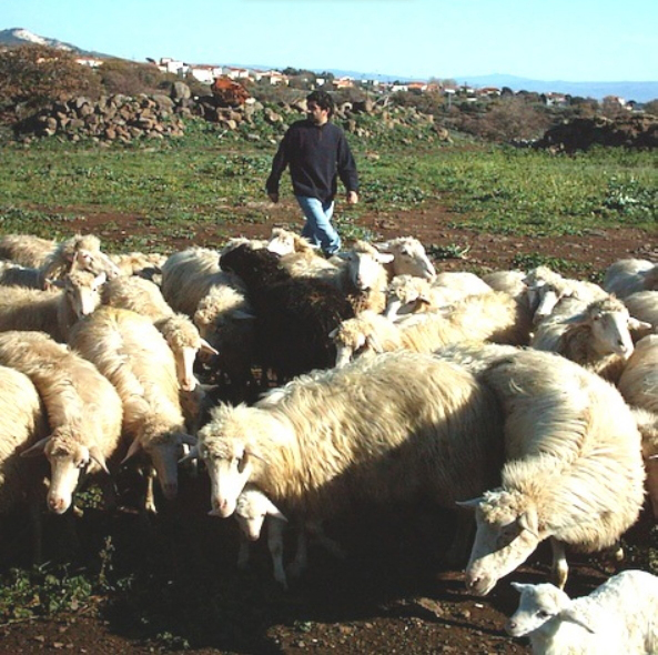pastore-pecore.jpg