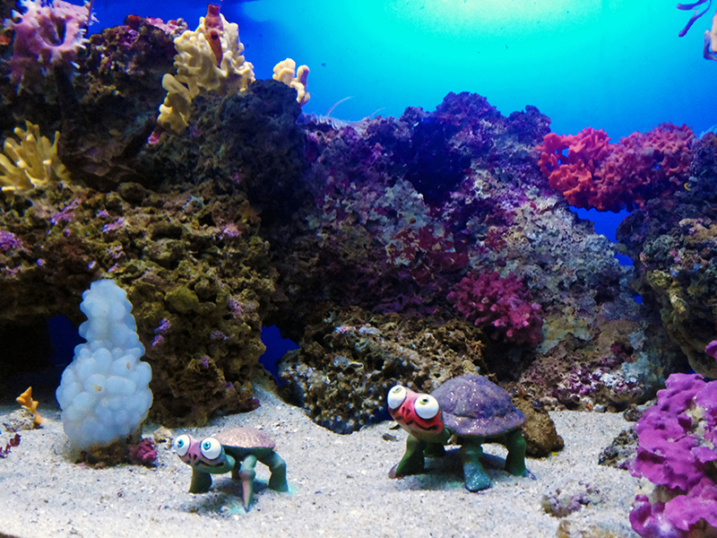 Acquario 2014 - Foto: Chiara Bacchitta